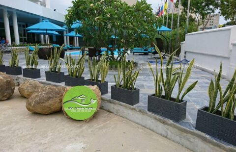 khách sạn flora beach 6