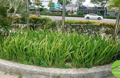 khách sạn flora beach 7