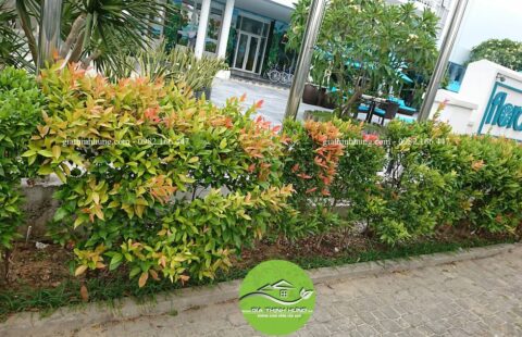 khách sạn flora beach 8
