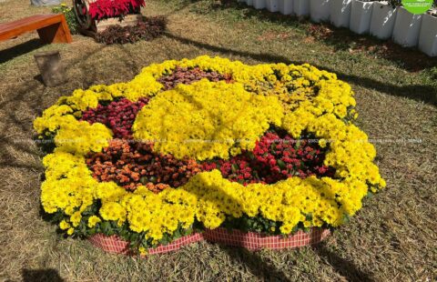 Gia Thịnh Hưng – Festival hoa Đà Lạt 2022 – 61