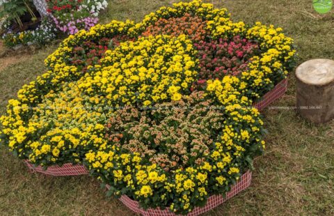 Gia Thịnh Hưng – Festval hoa Đà Lạt 2022 – 28