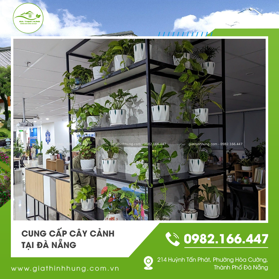 Cung cấp cây cảnh tại Đà Nẵng gồm cây bonsai, cây để bàn