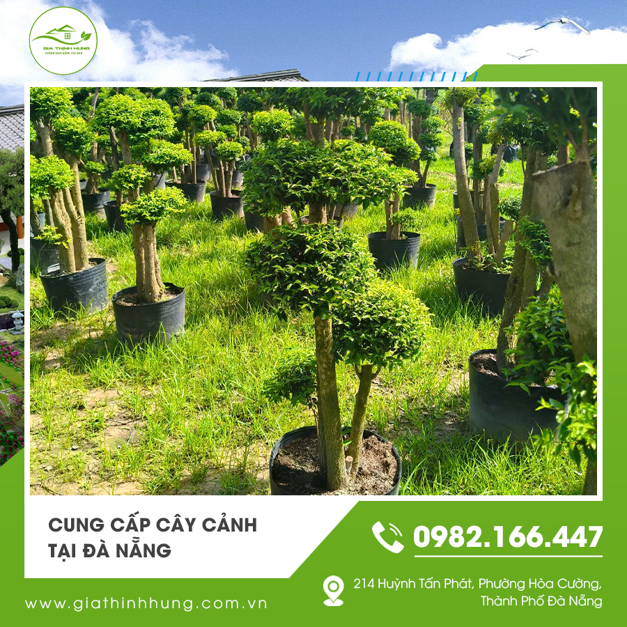 Cung cấp cây cảnh tại Đà Nẵng với nhiều loại cây xanh phong phú