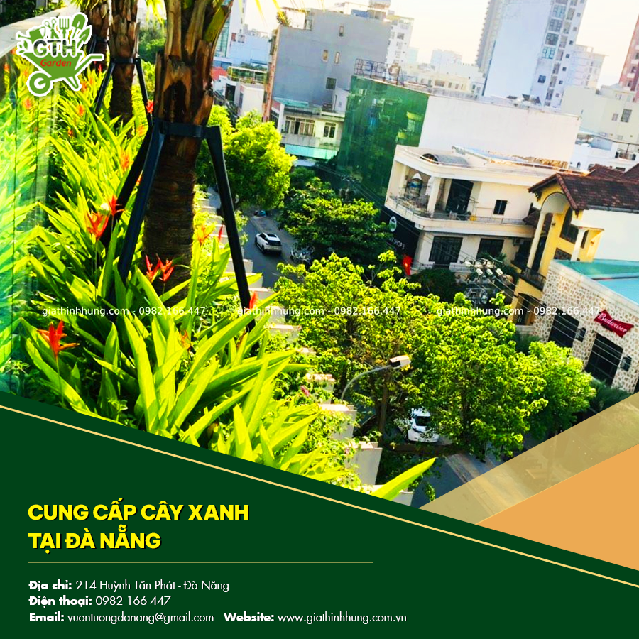 Cung cấp cây xanh tại Đà Nẵng với dịch vụ chăm sóc định kỳ Cung cấp cây xanh tại Đà Nẵng với dịch vụ chăm sóc định kỳ
