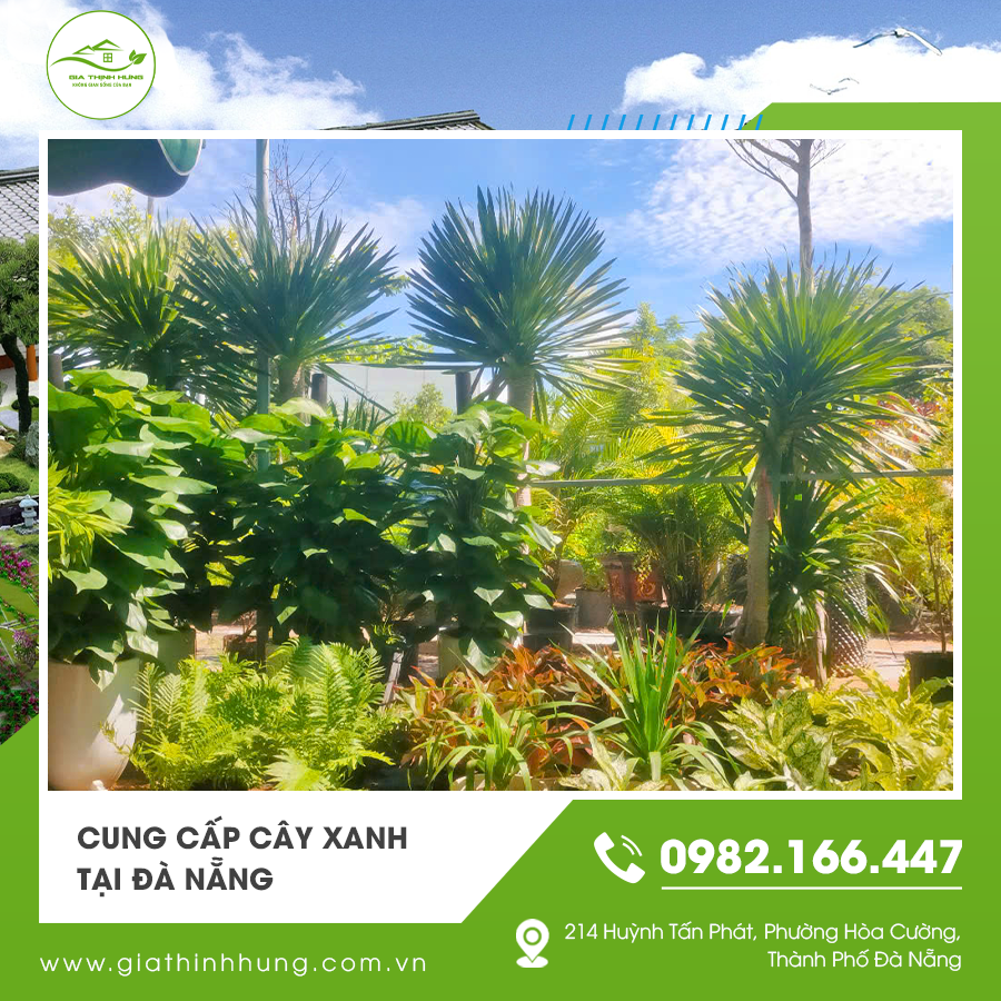 Nhà vườn cung cấp cây xanh tại Đà Nẵng, đảm bảo cây khỏe mạnh Nhà vườn cung cấp cây xanh tại Đà Nẵng, đảm bảo cây khỏe mạnh