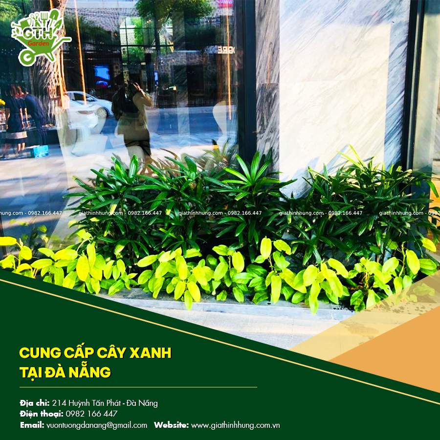 Cung cấp cây xanh tại Đà Nẵng bao gồm cây phong thủy, ... Cung cấp cây xanh tại Đà Nẵng bao gồm cây phong thủy, ...