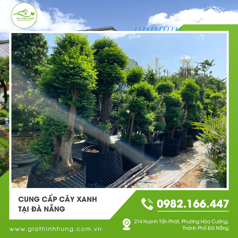 Cung cấp cây xanh tại Đà Nẵng với đa dạng chủng loại Cung cấp cây xanh tại Đà Nẵng với đa dạng chủng loại