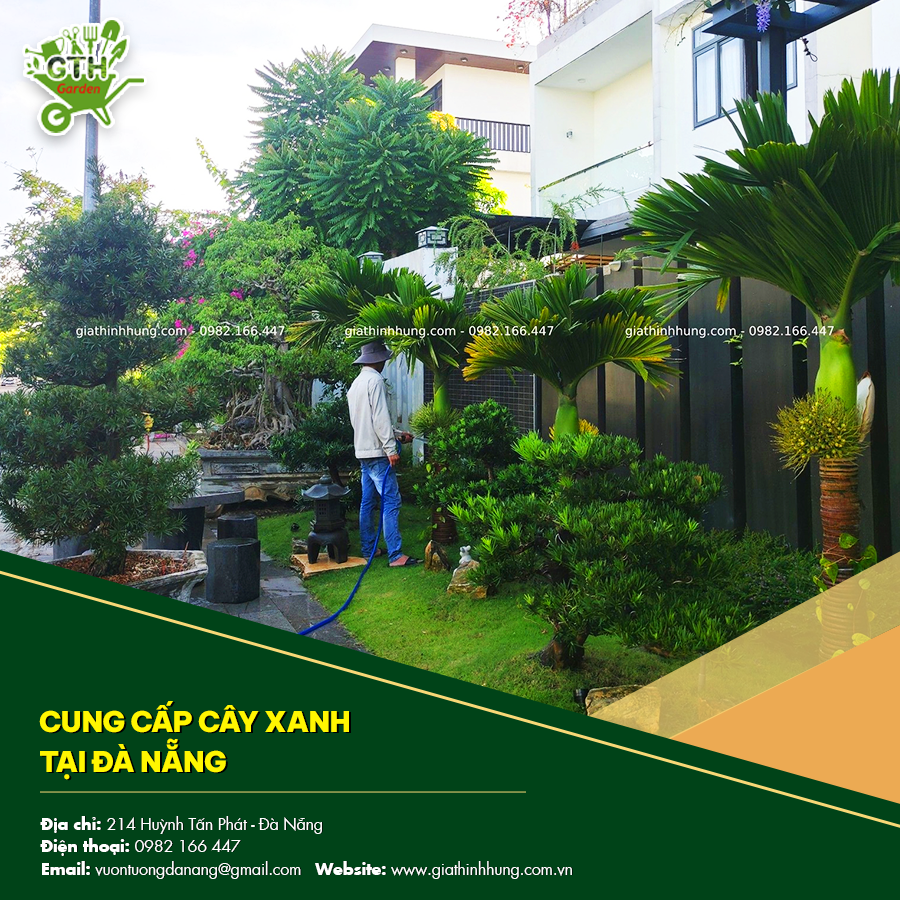 Nhân viên cung cấp cây cảnh tại Đà Nẵng đang chăm sóc và vận chuyển cây đến tận nơi