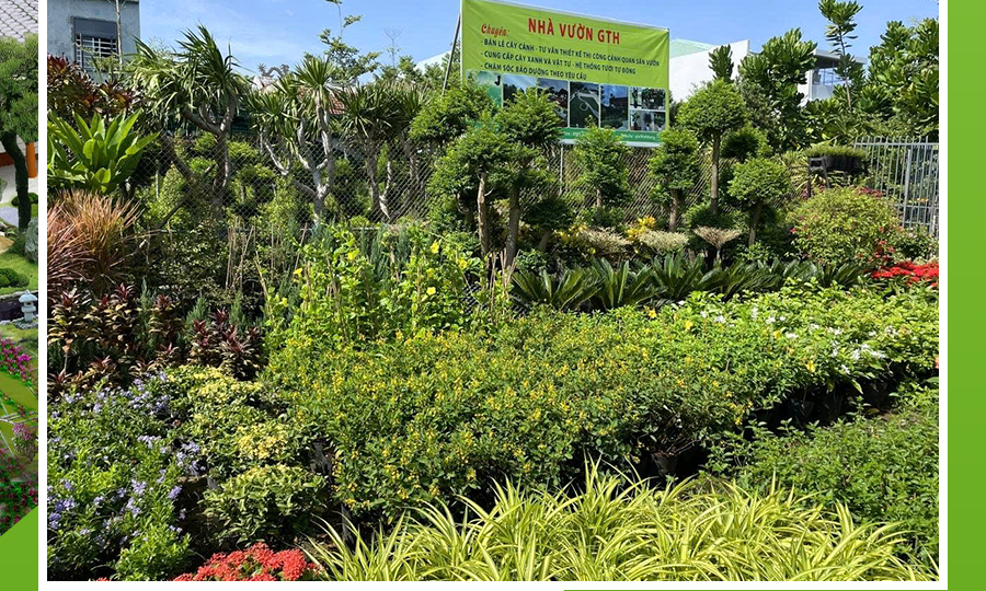 cay-canh-da-nang-www.giathinhhung.com.vn