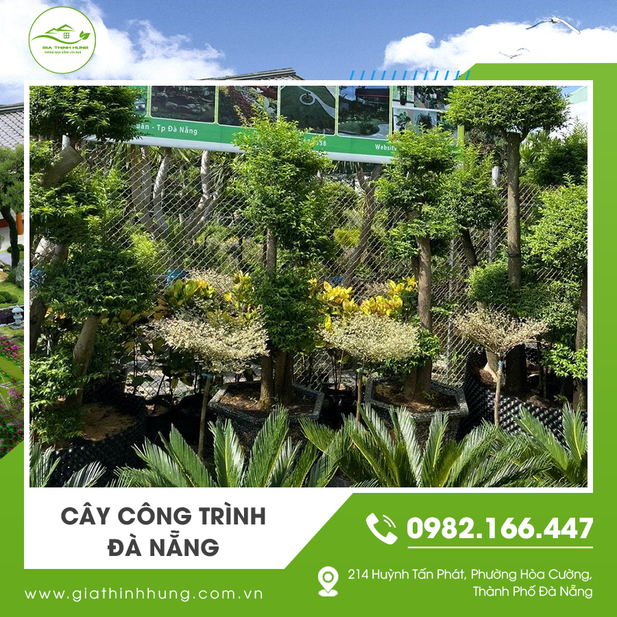 Hàng cây công trình Đà Nẵng tạo cảnh quan đẹp và góp phần bảo vệ môi trường.