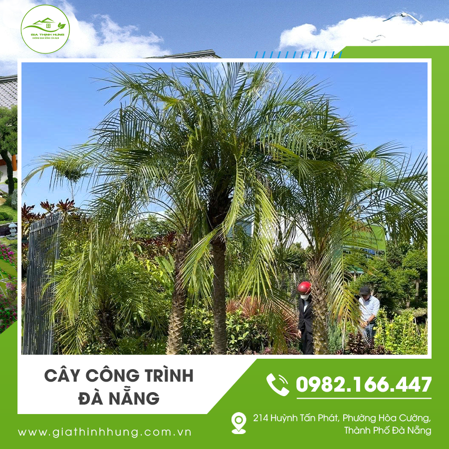 Cây công trình Đà Nẵng phù hợp cho các dự án sân vườn và khu nghỉ dưỡng.