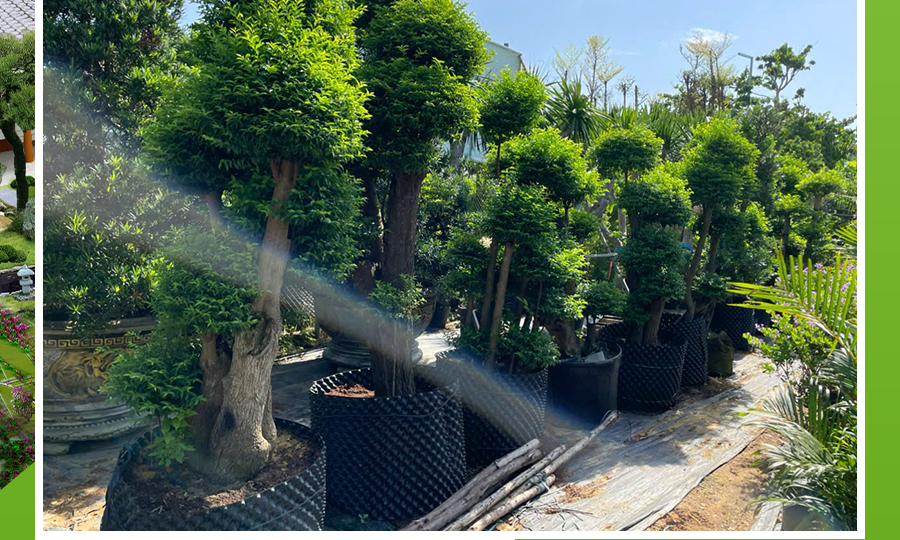 cay-cong-trinh-da-nang-www.giathinhhung.com.vn