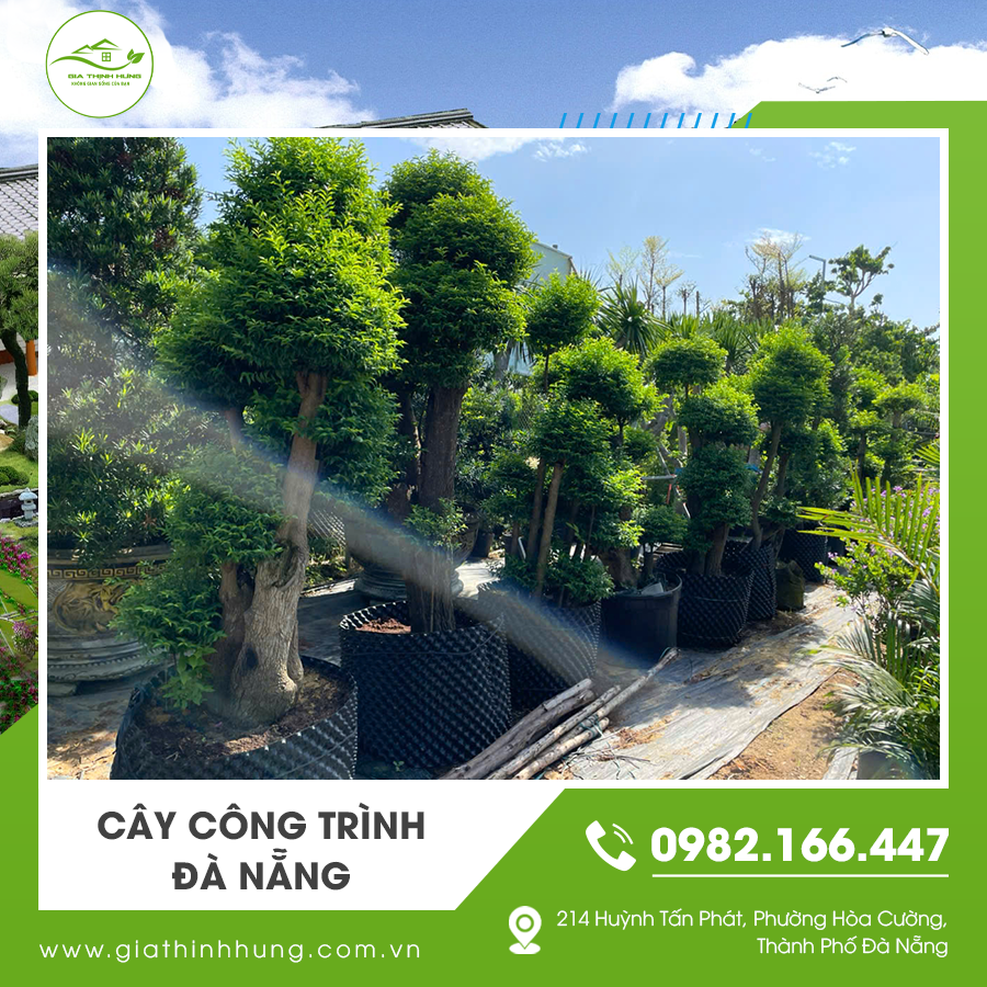 Cây công trình Đà Nẵng được trồng tại khu đô thị mới, mang đến không gian xanh mát.