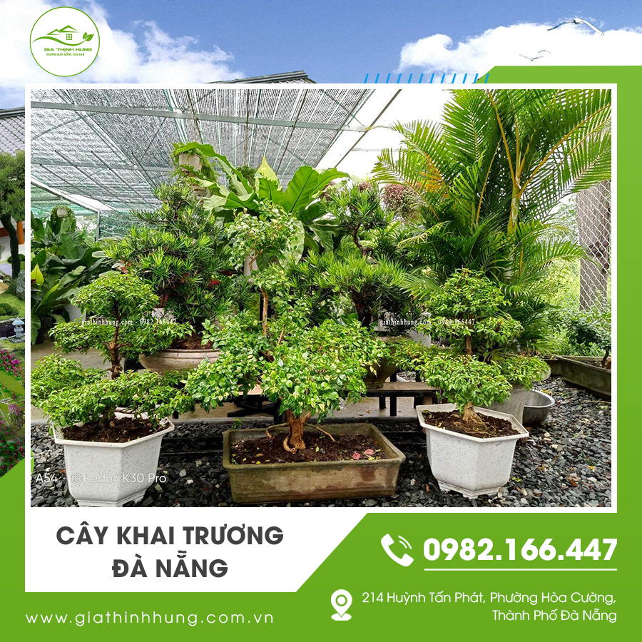Cây khai trương Đà Nẵng tượng trưng cho tài lộc và may mắn trong kinh doanh.