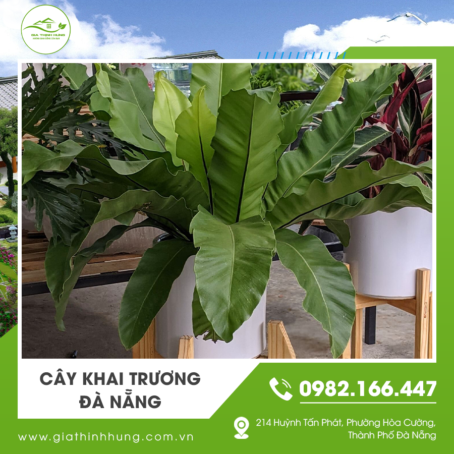 Trang trí sảnh sự kiện bằng cây khai trương Đà Nẵng mang đến không khí tươi mới