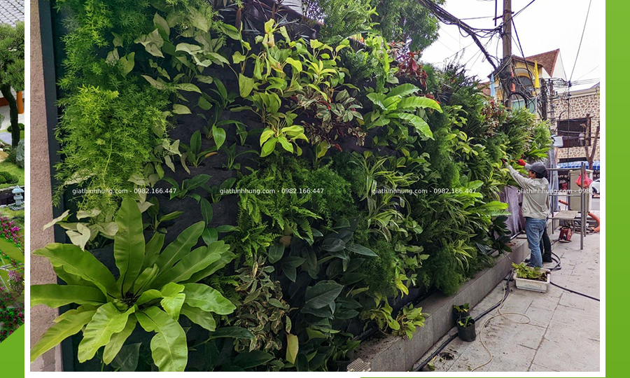 cay-trong-tuong-dung-www.giathinhhung.com.vn