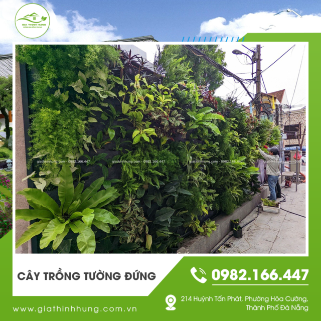 cay-trong-tuong-dung-www.giathinhhung.com.vn